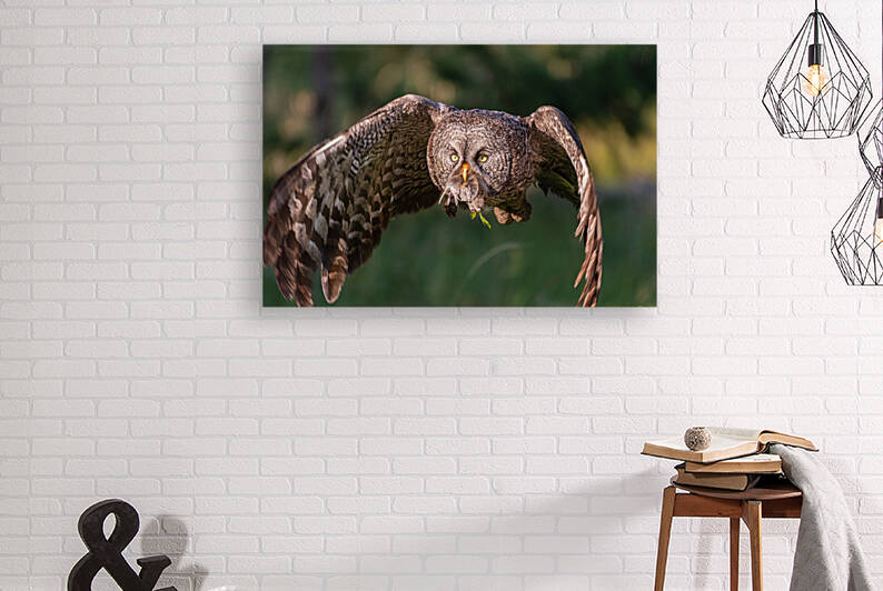 Great Gray Owl by Randy Tremblay Photography