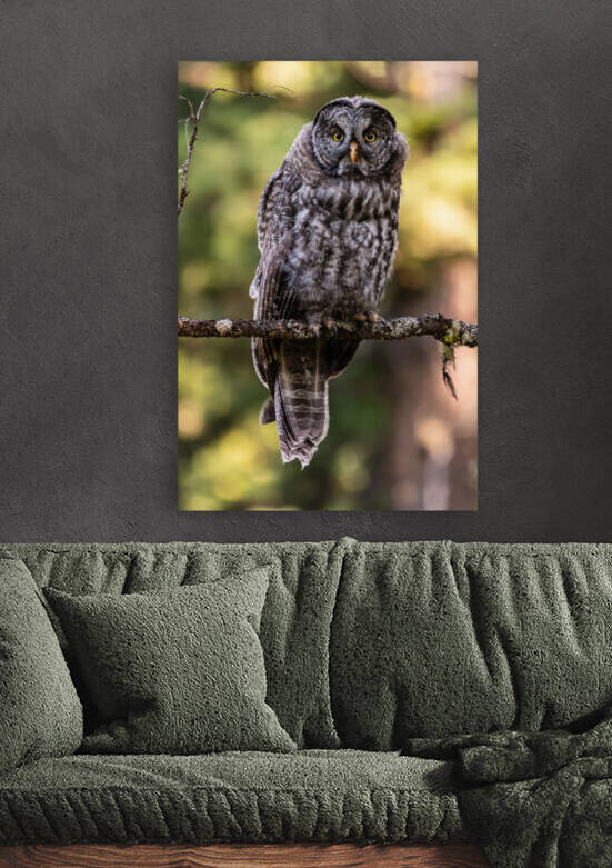 Great Gray Owlet by Randy Tremblay Photography