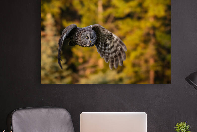 Great Gray Owl by Randy Tremblay Photography