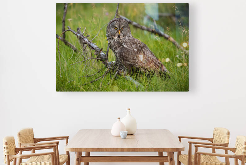 Great Gray Owl by Randy Tremblay Photography