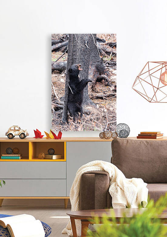 Black Bear by Randy Tremblay Photography