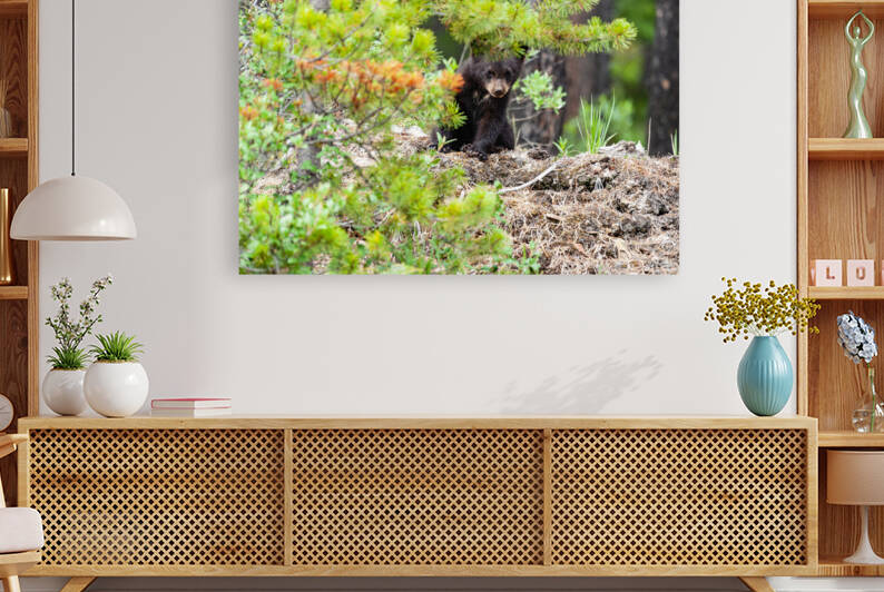 Black Bear Cub by Randy Tremblay Photography