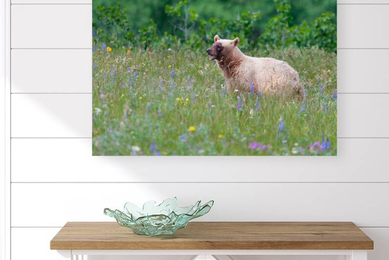 Black Bear by Randy Tremblay Photography