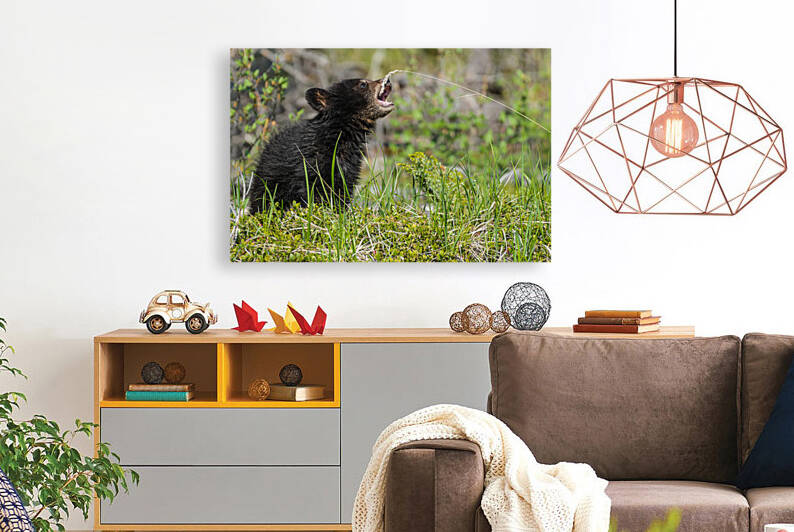 Black Bear Cub by Randy Tremblay Photography