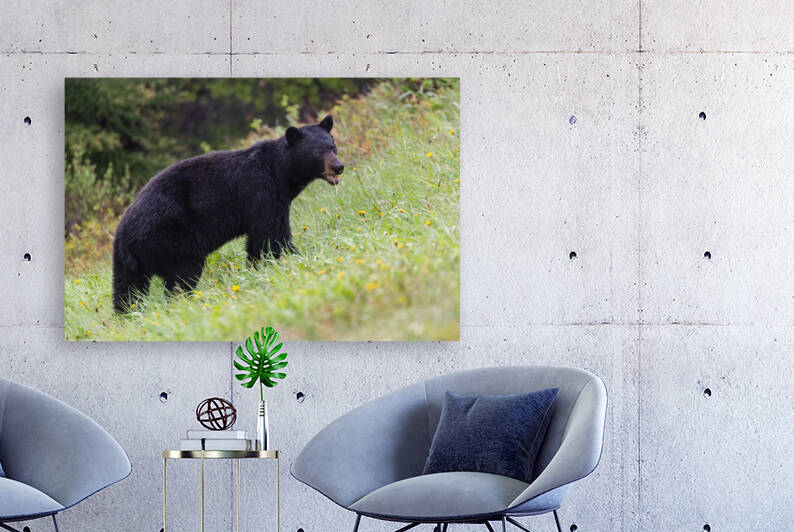 Black Bear by Randy Tremblay Photography