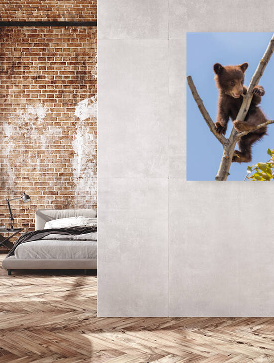 Black Bear Cub by Randy Tremblay Photography