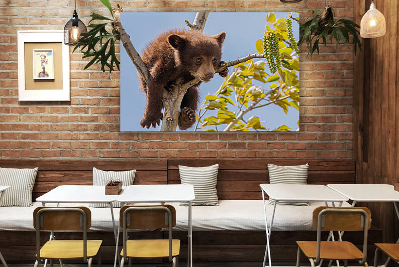 Black Bear Cub by Randy Tremblay Photography