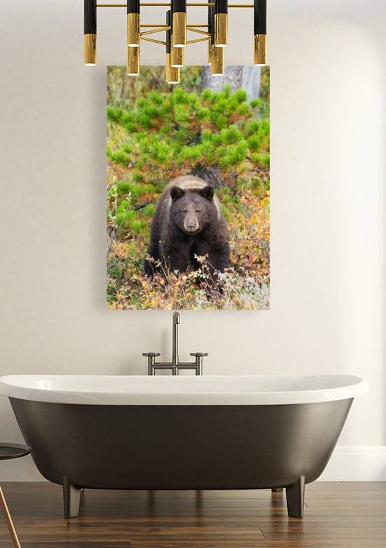 Black Bear by Randy Tremblay Photography