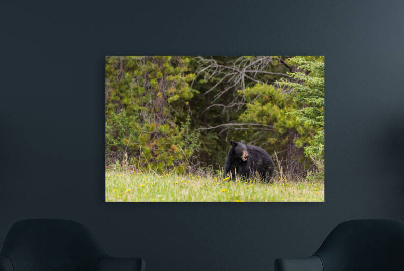 Black Bear by Randy Tremblay Photography