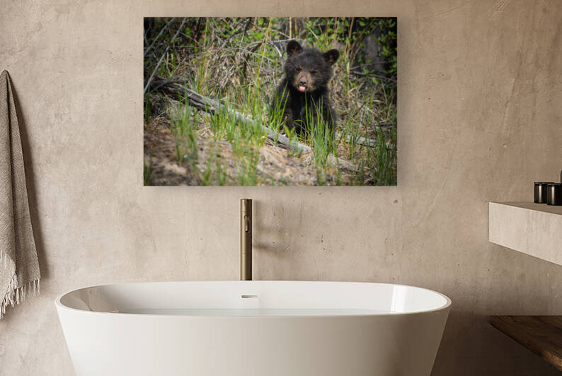 Black Bear Cub by Randy Tremblay Photography