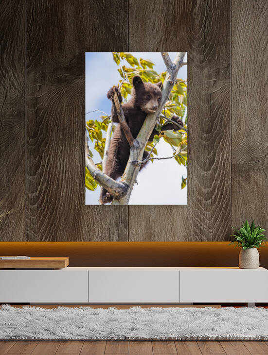 Black Bear Cub by Randy Tremblay Photography