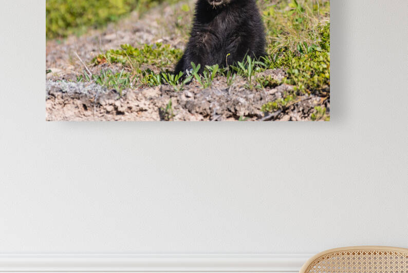 Black Bear Cub by Randy Tremblay Photography