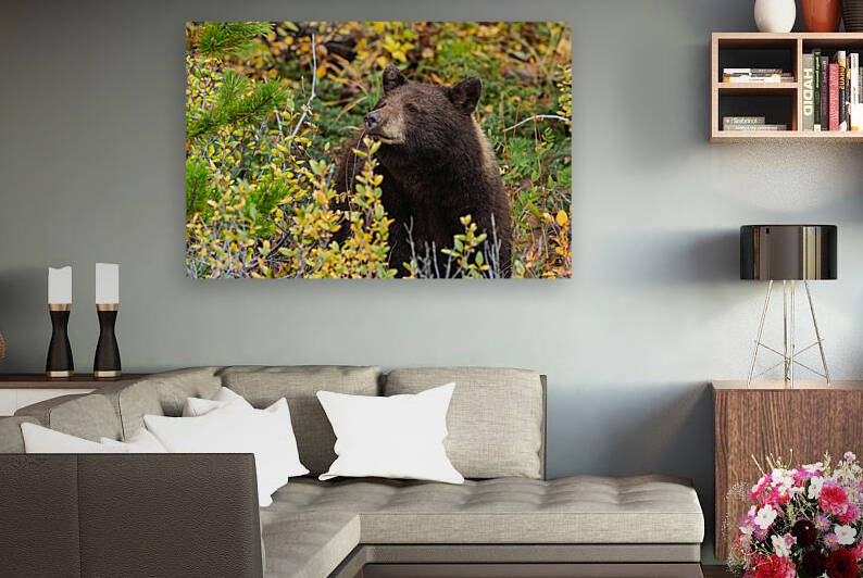 Black Bear by Randy Tremblay Photography