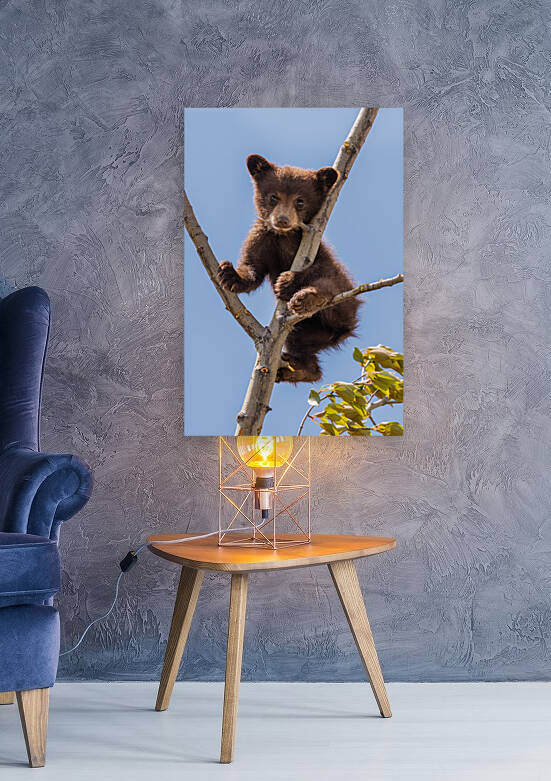 Black Bear Cub by Randy Tremblay Photography