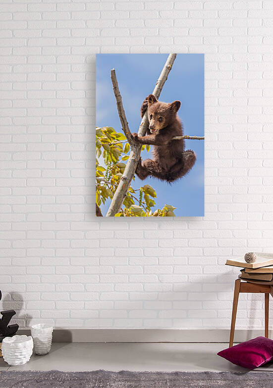 Black Bear Cub by Randy Tremblay Photography