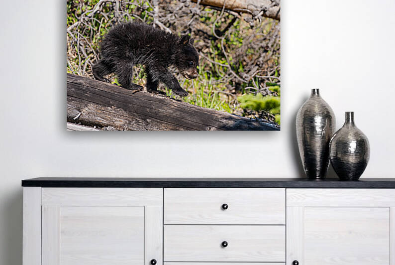 Black Bear Cub by Randy Tremblay Photography