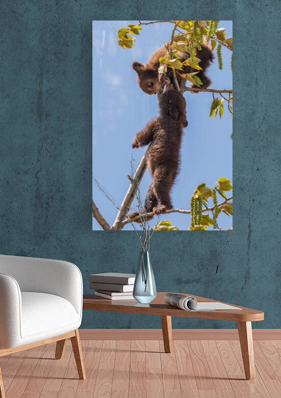 Black Bear Cubs by Randy Tremblay Photography