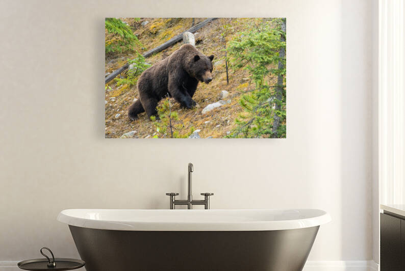 Grizzly Boar by Randy Tremblay Photography