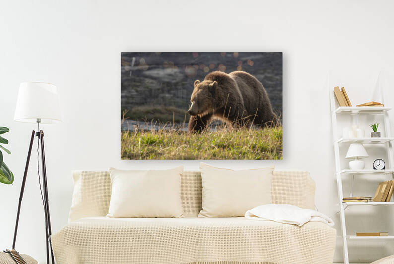 Grizzly Sow by Randy Tremblay Photography