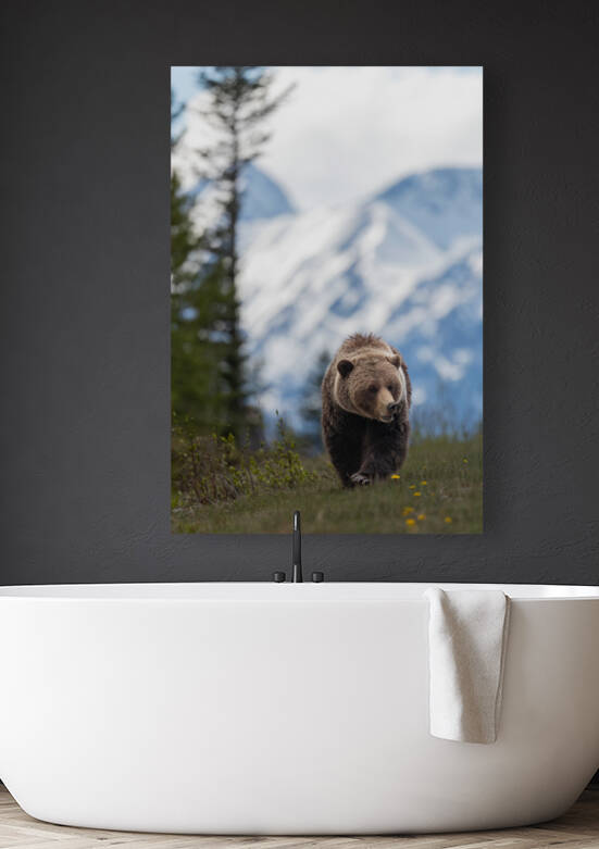 Grizzly Boar by Randy Tremblay Photography