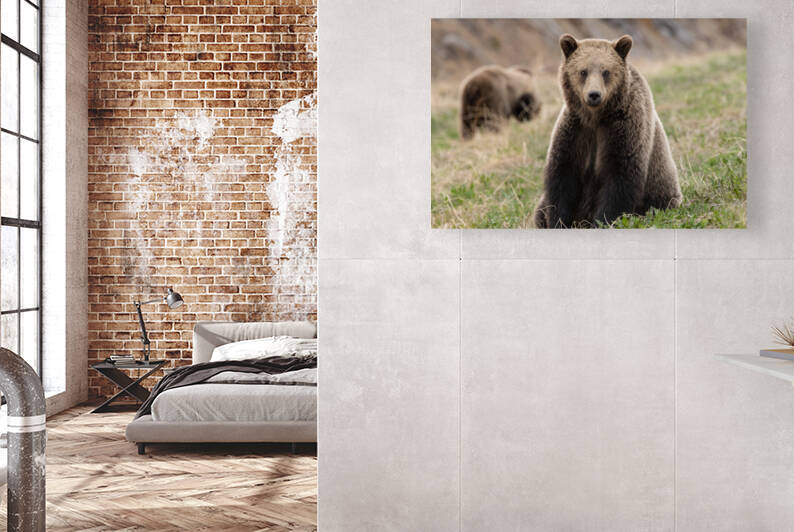 Grizzly Siblings by Randy Tremblay Photography