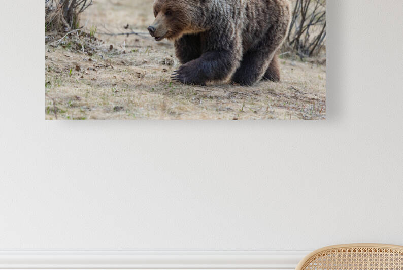 Grizzly Boar by Randy Tremblay Photography