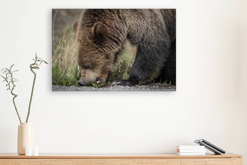 Grizzly Boar by Randy Tremblay Photography