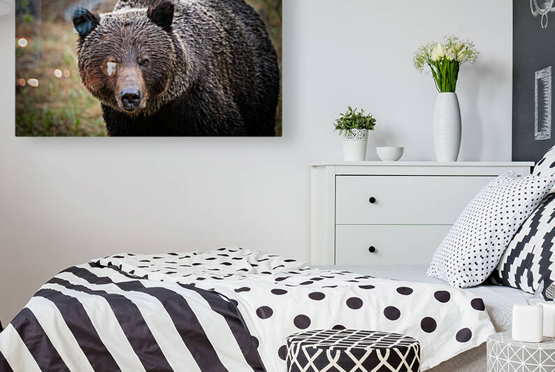 Grizzly Boar by Randy Tremblay Photography