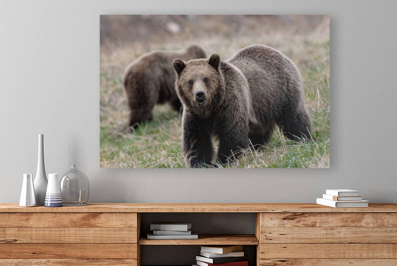 Grizzly Siblings by Randy Tremblay Photography