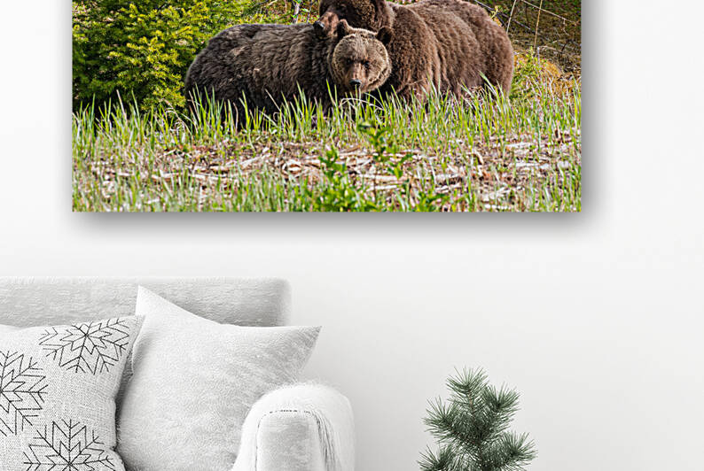 Grizzly Sow with Cub by Randy Tremblay Photography