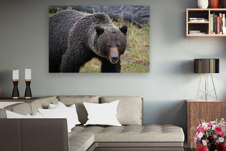 Grizzly Boar by Randy Tremblay Photography