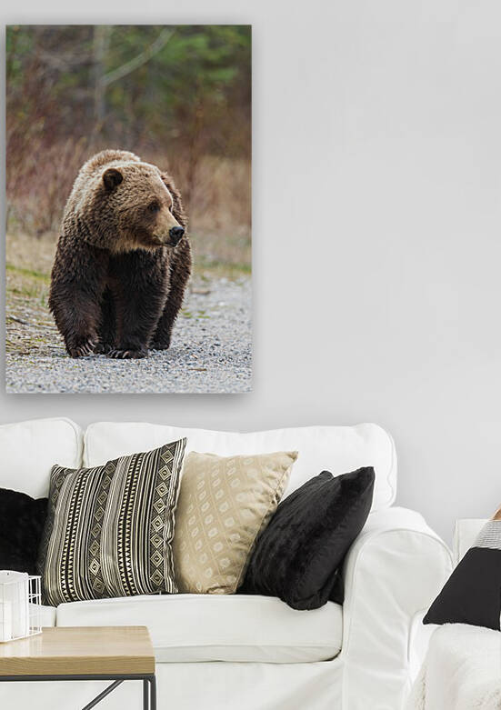 Grizzly Boar by Randy Tremblay Photography