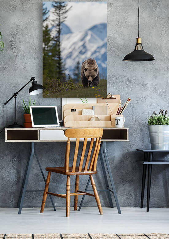 Grizzly Boar by Randy Tremblay Photography