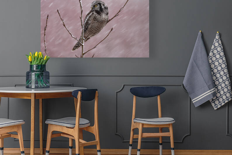 Northern Hawk Owl by Randy Tremblay Photography