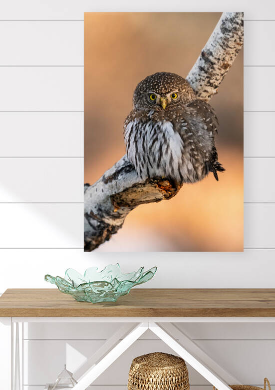 Northern Pygmy Owl by Randy Tremblay Photography