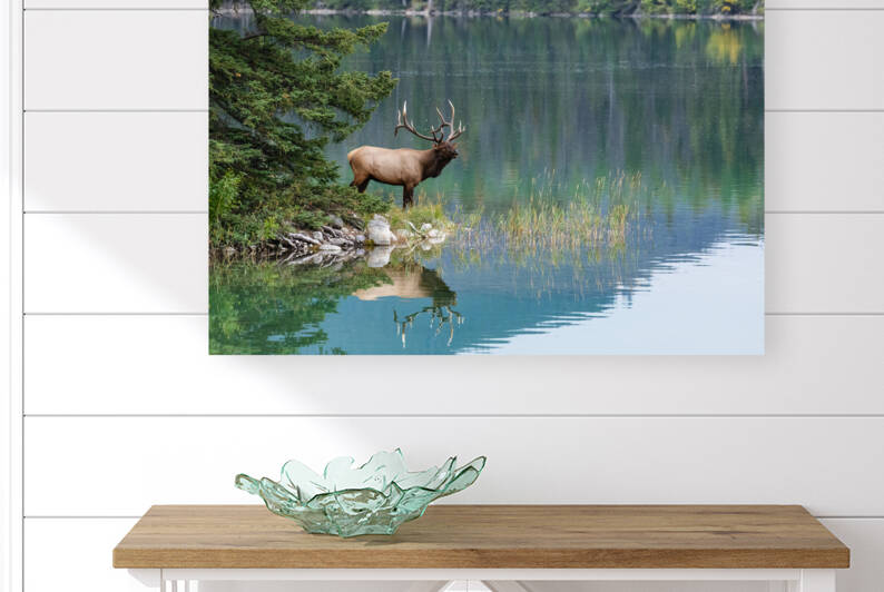 Bull Elk by Randy Tremblay Photography