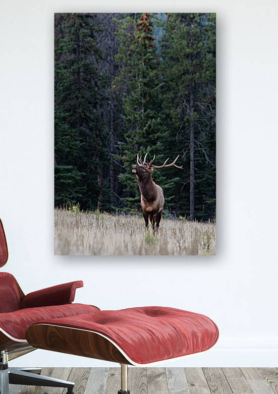 Bull Elk by Randy Tremblay Photography