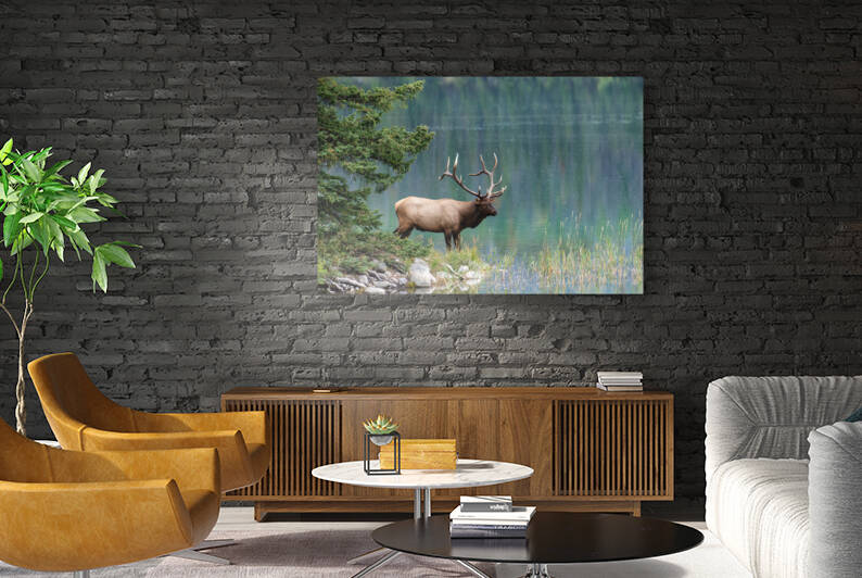 Bull Elk by Randy Tremblay Photography