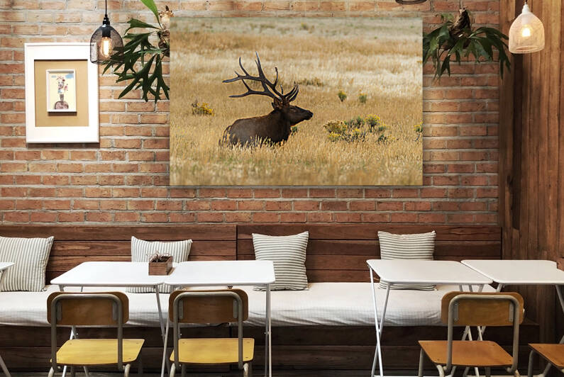 Bull Elk by Randy Tremblay Photography