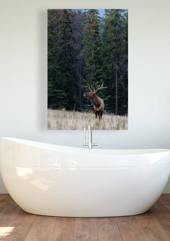 Bull Elk by Randy Tremblay Photography