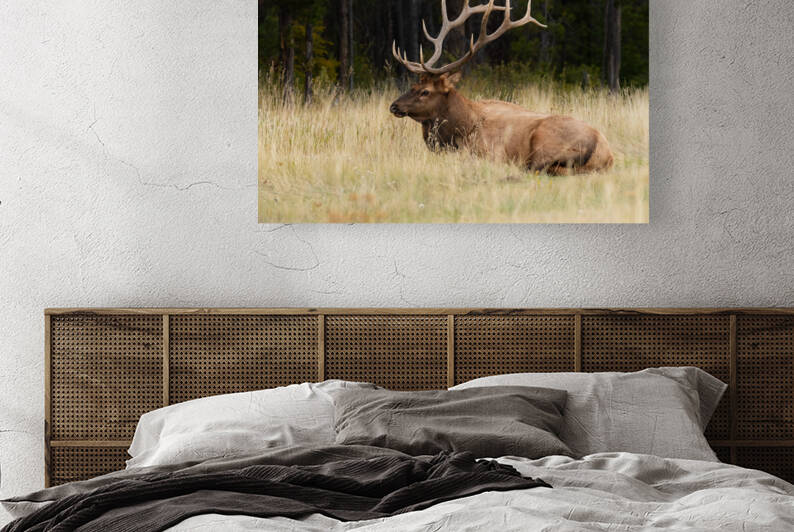 Bull Elk by Randy Tremblay Photography