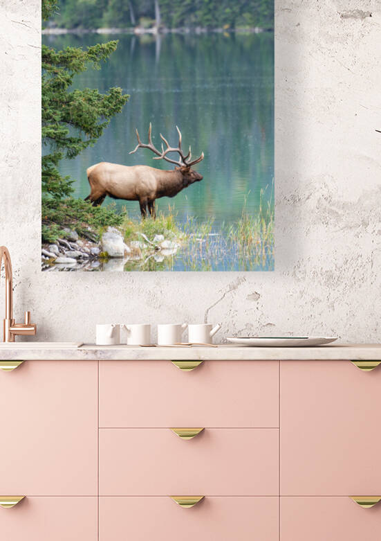 Bull Elk by Randy Tremblay Photography