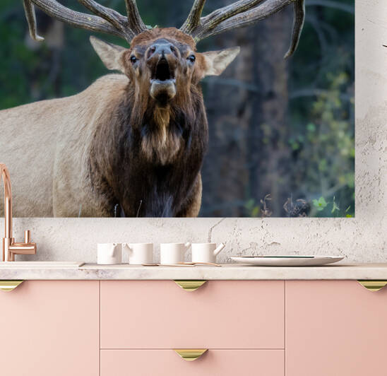 Bull Elk by Randy Tremblay Photography