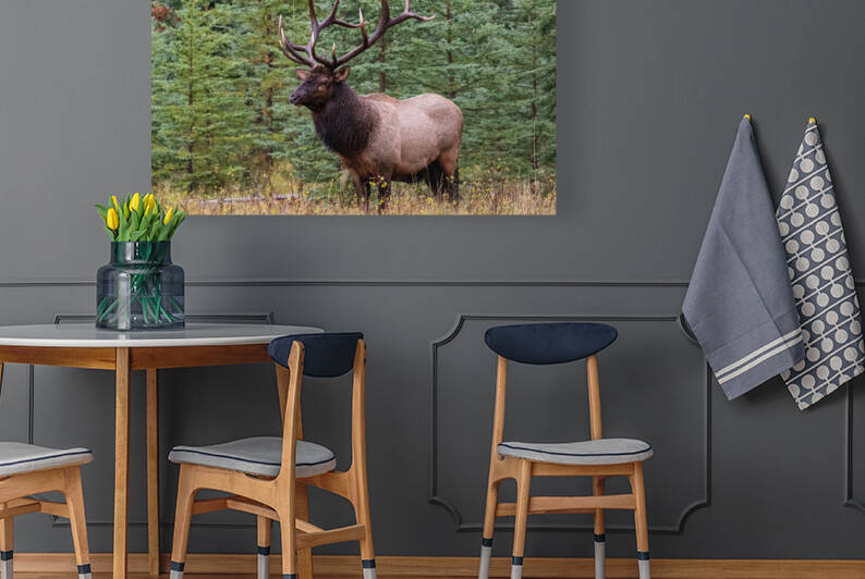 Bull Elk by Randy Tremblay Photography