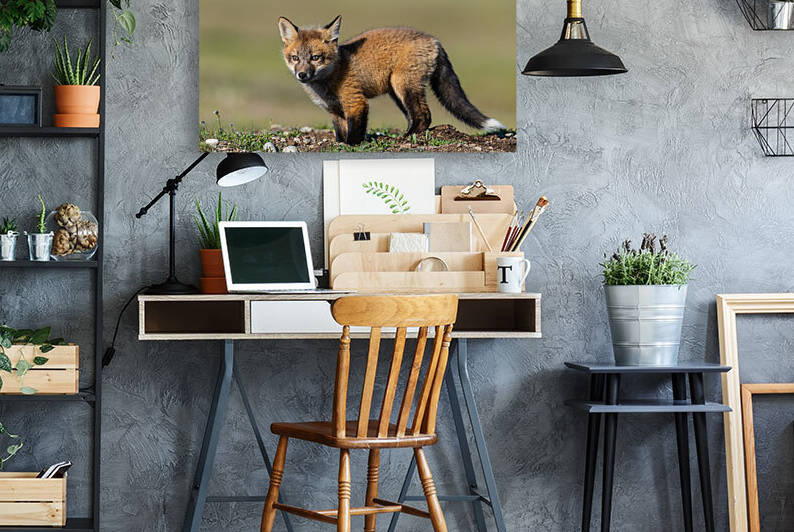 Red Fox Kit by Randy Tremblay Photography