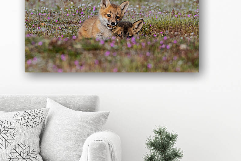 Red Fox Kits by Randy Tremblay Photography