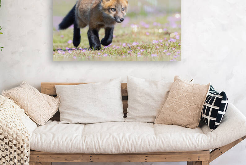 Red Fox Kit by Randy Tremblay Photography