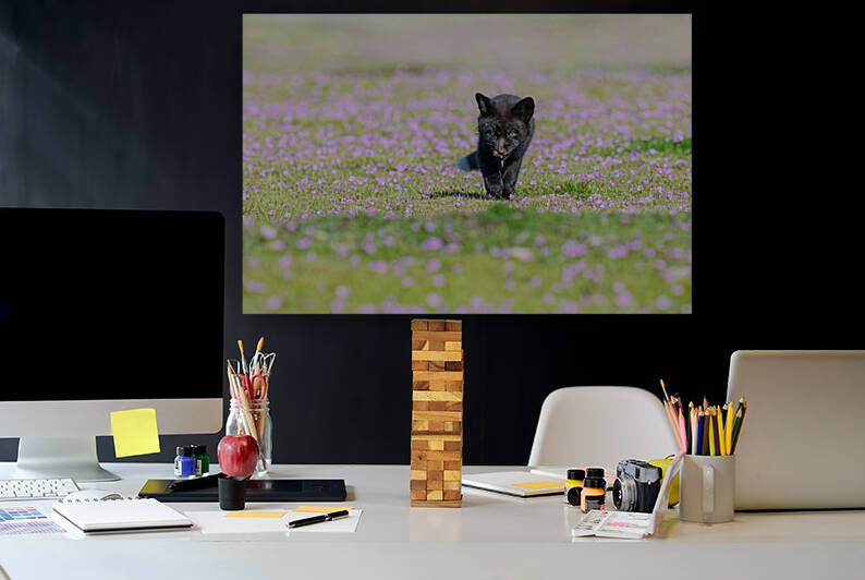 Red Fox Kit by Randy Tremblay Photography