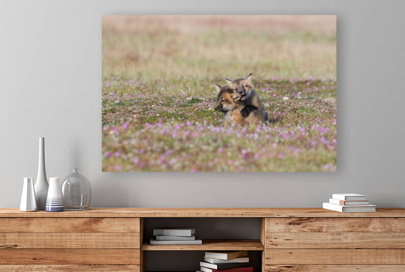 Red Fox Kits by Randy Tremblay Photography