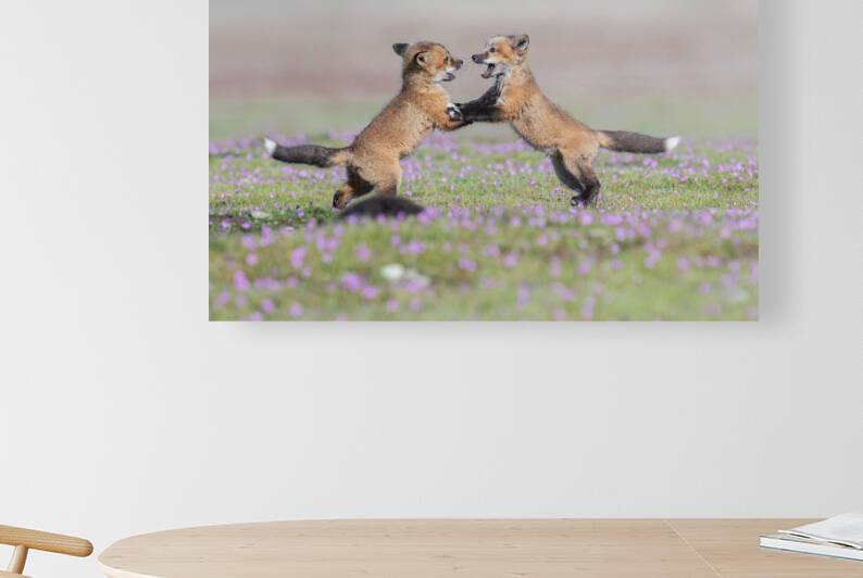 Red Fox Kits by Randy Tremblay Photography